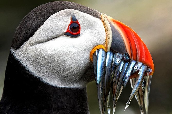 Dingle Boat Tours Wildlife RIB Adventure - What to Expect During the 2.5-Hour Speedboat Ride