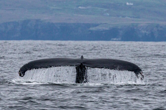 Dingle Boat Tours Wildlife RIB Adventure - Weather and Cancellation Policy