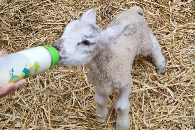 Dingle: Hour Slea Head Drive Tour 4hr - Personal Chauffeur Guide - Dun Chaoin Pier and the Blasket Islands Views