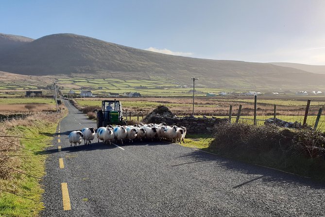 Dingle: Hour Slea Head Drive Tour 4hr - Personal Chauffeur Guide - Clogher Strand and Ceann Sratha Viewpoint