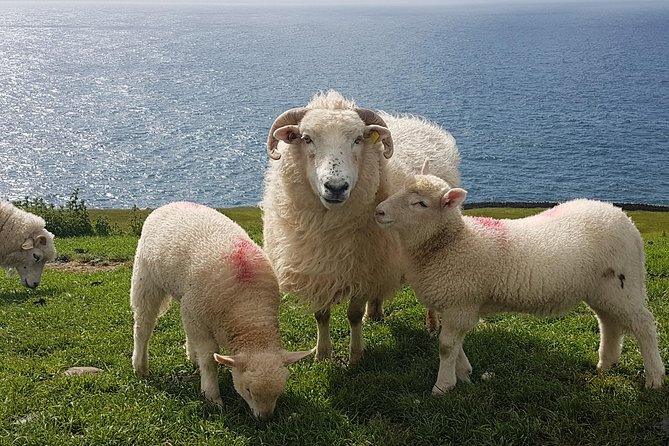 Dingle Peninsula and Slea Head Drive Group Tour - Meeting the Baby Lamb and Exploring Beehive Huts