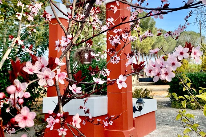 Dinner in Monopoli with the authentic Flavours of Puglia - The Menu: A Taste of Apulian Peasant Traditions