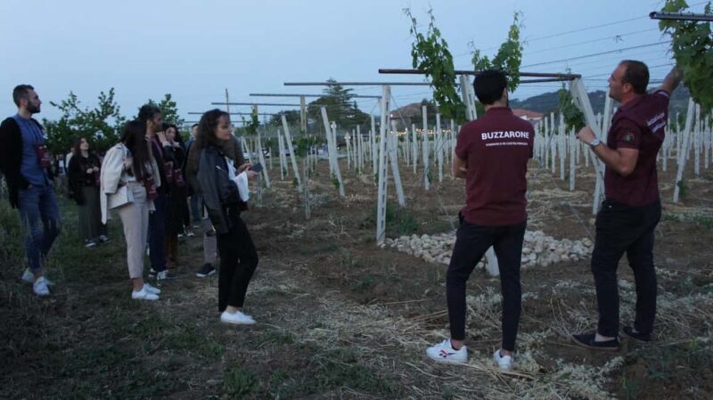 Discover Abruzzo and Castelferrato: Visit Vineyards and Wine Tasting - Key Points