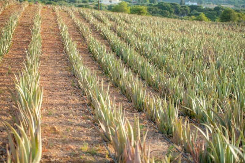 Discover Aloe: A Farm Walk & Workshop - Discover Aloe: A Farm Walk & Workshop in Greece for $28.23