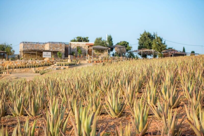 Discover Aloe: A Farm Walk & Workshop - Key Points