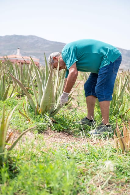 Discover Aloe: A Farm Walk & Workshop - Who Will Appreciate This Tour?