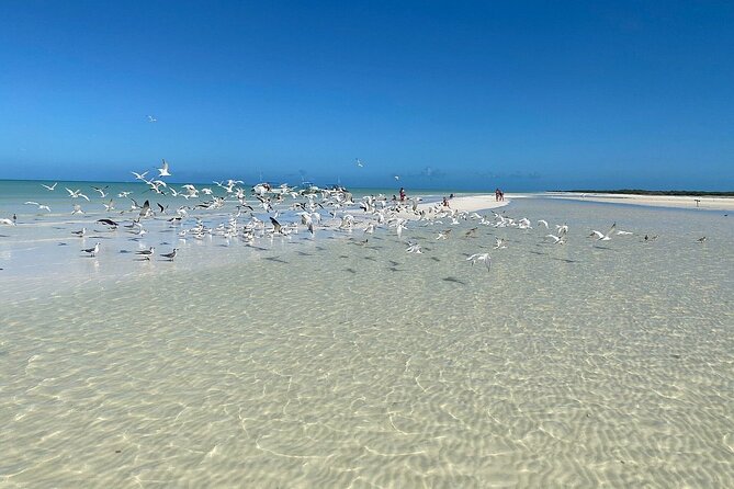 Discover Amazing Island of Holbox Punta Mosquitos, Included Transportation - Key Points