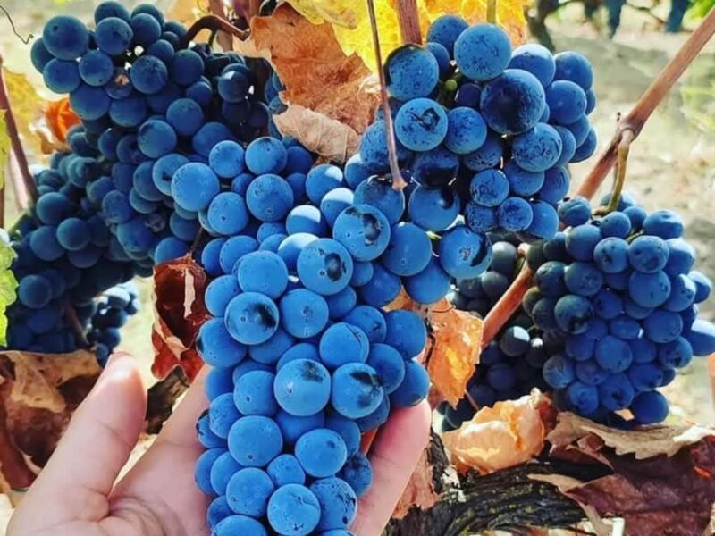 Discover Antigonea in a perfect escape from Gjirokastra - A Break for Refreshments and Free Exploration