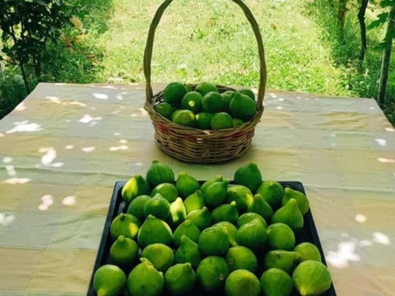 Discover Antigonea in a perfect escape from Gjirokastra - Stroll Through Farm Gardens and Vineyards