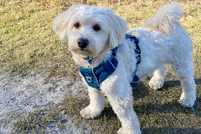 Discover Banff National Park with Dog Friendly Exclusive Tour - Why This Tour Stands Out for Pet Owners