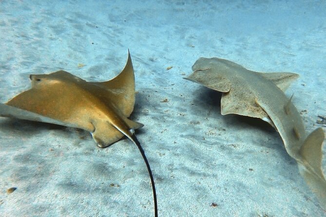 Discover beginner diving in Tenerife - Photos and Memories: Free Underwater Pictures