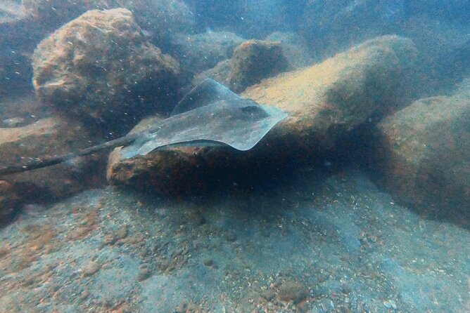 Discover beginner diving in Tenerife - Cancellation Policy and Flexibility