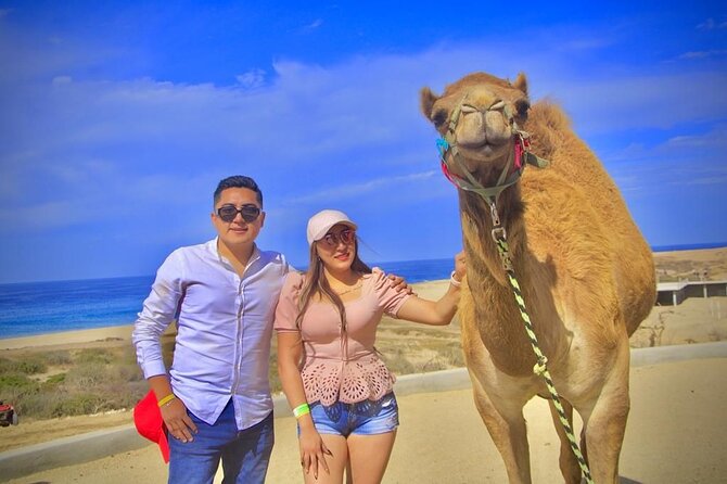 Discover Cabo San Lucas by camel ride - Excursion Begins at Cabo San Lucas Meeting Point