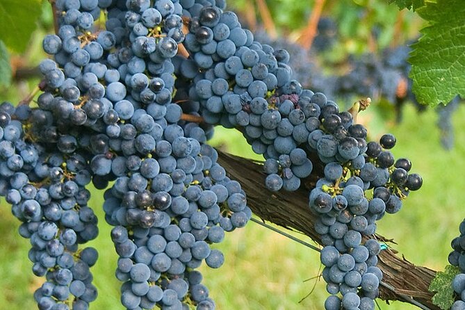 Discover Chianti Classico Wines DiWine Experience - Authentic Tuscan Food and a Scenic Lunch Spot