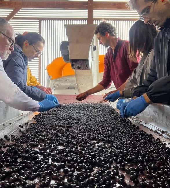 Discover Clos Systey: Organic and Biodynamic Wines in Saint-Émilion - What Sets Clos Systey Apart from Other Tours