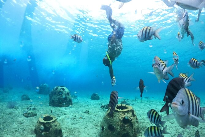 Discover Cozumel in a Transparent Boat! - Snorkeling at Legos Reef: Colorful Coral and Marine Creatures