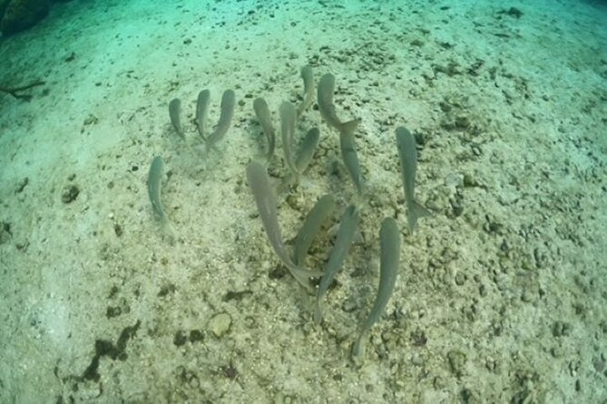 Discover Crystal River's Secrets with Private Boat Tour - Crystal River’s Prime Wildlife Sanctuary at the National Wildlife Refuge