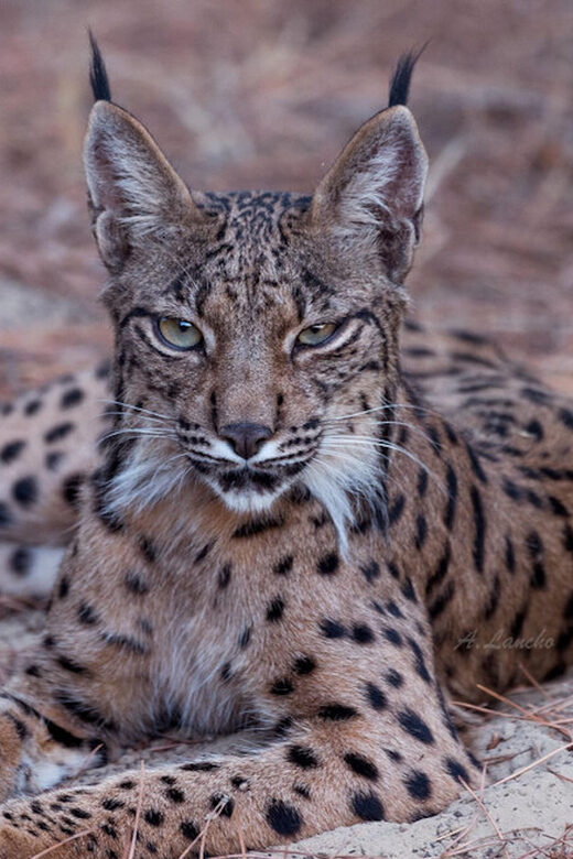 Discover Doñana & Iberian Lynx: Premium Nature Tour - Exploring the Habitat of the Iberian Lynx in Doñana National Park