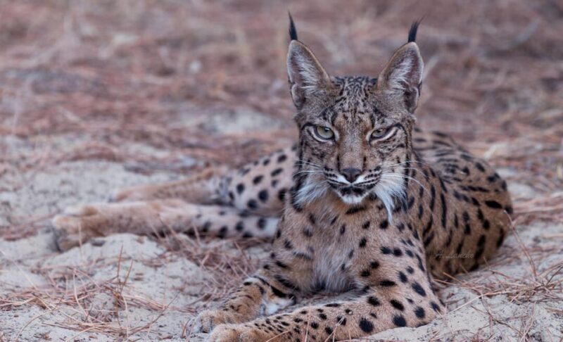 Discover Doñana & Iberian Lynx: Premium Nature Tour - Final Thoughts on the Doñana & Iberian Lynx: Premium Nature Tour