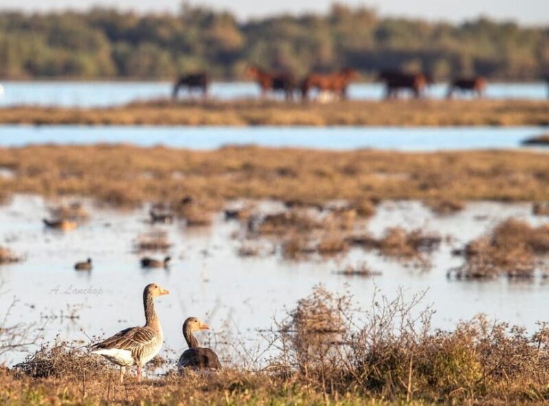 Discover Doñana & Iberian Lynx: Premium Nature Tour - Frequently Asked Questions