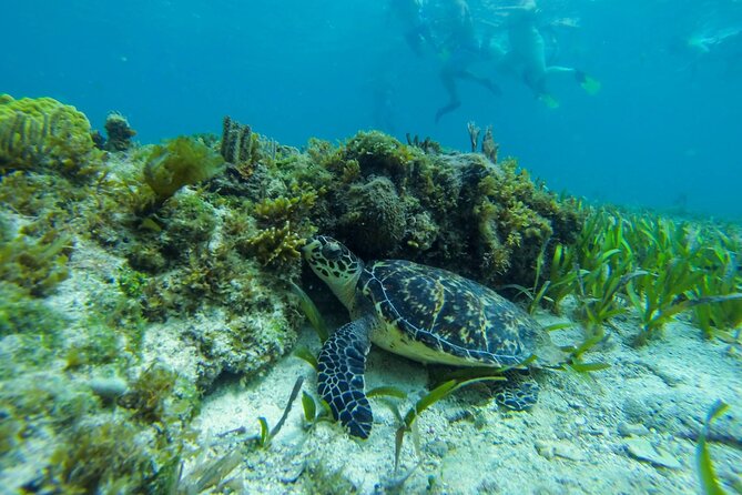 Discover El Cielo and Cozumel Snorkeling Adventure - Palancar Reef: Vibrant Corals and Tropical Fish