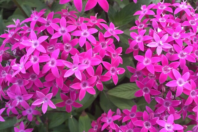 Discover Hidden Stairways & Canyon Paths: Private Urban Adventure - Discovering Coastal Trees and Unusual Plants