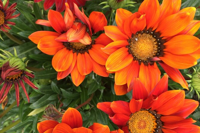 Discover Hidden Stairways & Canyon Paths: Private Urban Adventure - Hidden Stairways and Urban Footpaths