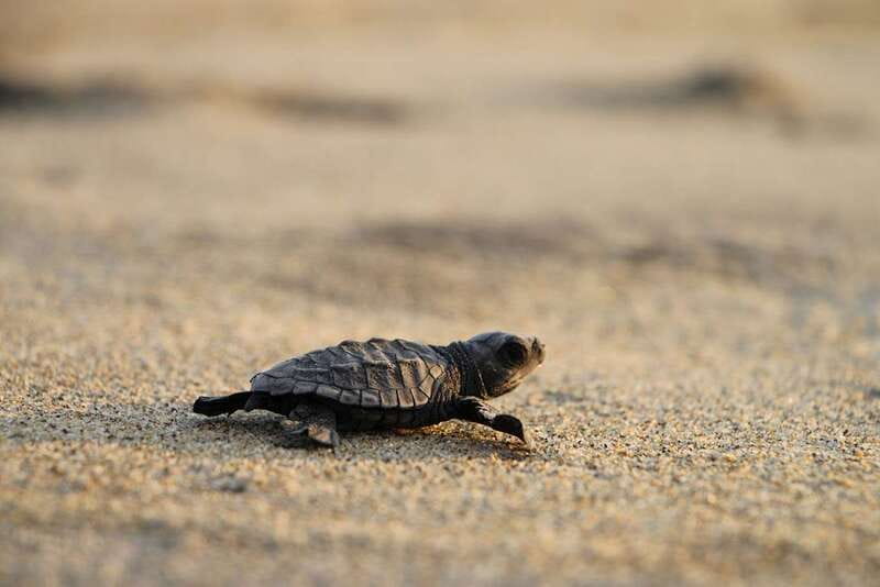 Discover Huatulco: Beach, Flavors, and More - Final Thoughts on Discover Huatulco: Beach, Flavors, and More