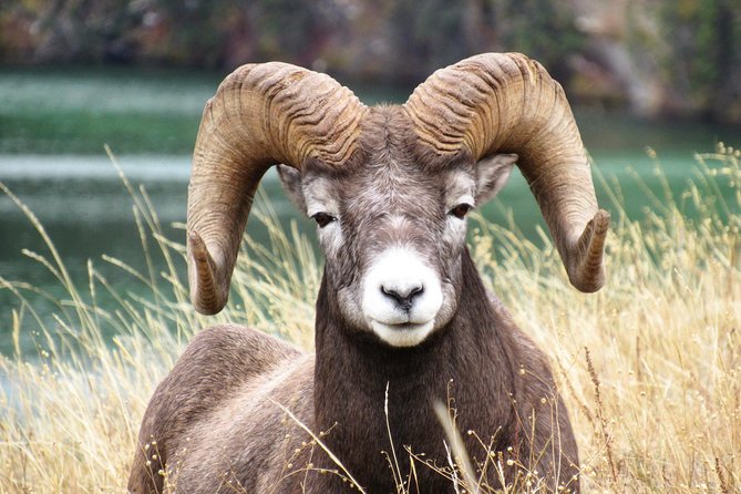 Discover Jasper and its Wildlife - The Role of Guides and Their Knowledge