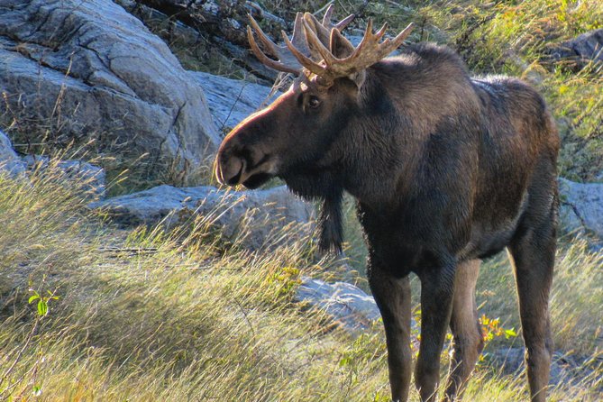 Discover Jasper and its Wildlife - Practical Tips for the Tour Experience