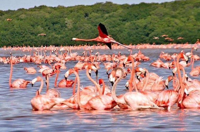 Discover Las Coloradas Adventure Tour All Inclusive - Key Points