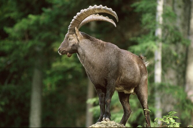 Discover Lindau Island and the Highlights of Bregenz in one day ! - Experiencing the Bregenz Festival and Floating Stage