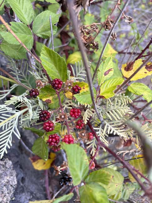 Discover Masca our way - Logistics, Group Size, and Tour Guides