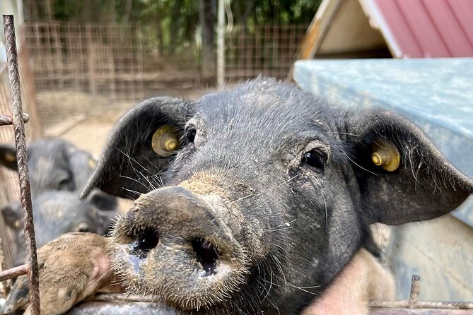 Discover Montepulciano: Cinta Senese Pigs, Lunch & wine in a Farm - The Scenic Walk Through Vineyards and Olive Groves