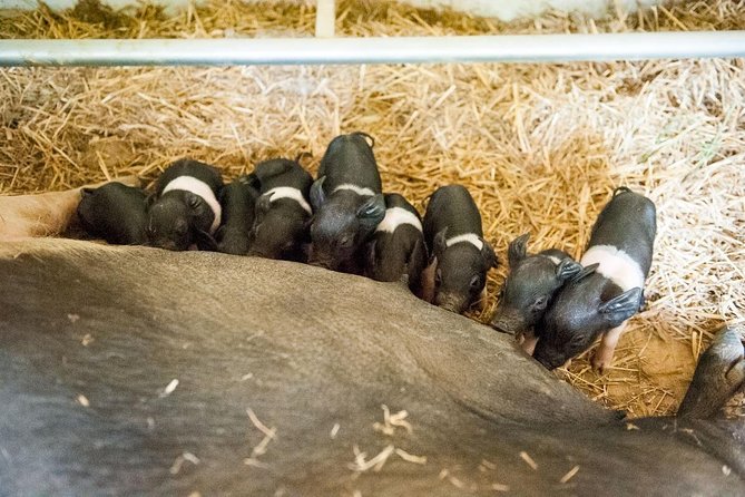 Discover Montepulciano: Cinta Senese Pigs, Lunch & wine in a Farm - The Scenic Setting and First-Class Views