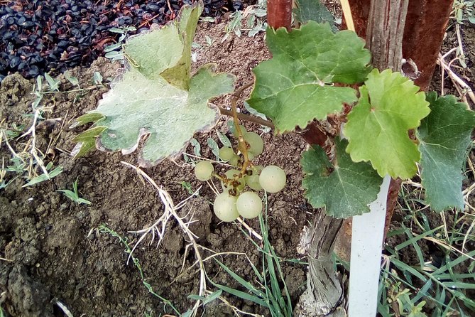 Discover Parma foods with Laura - Discovering Balsamic Vinegar’s Aging Secrets