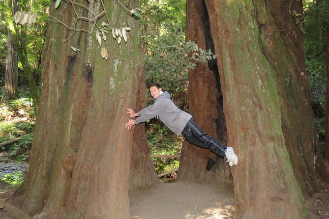 Discover Point Reyes National Seashore & Muir Woods Redwoods - Key Points