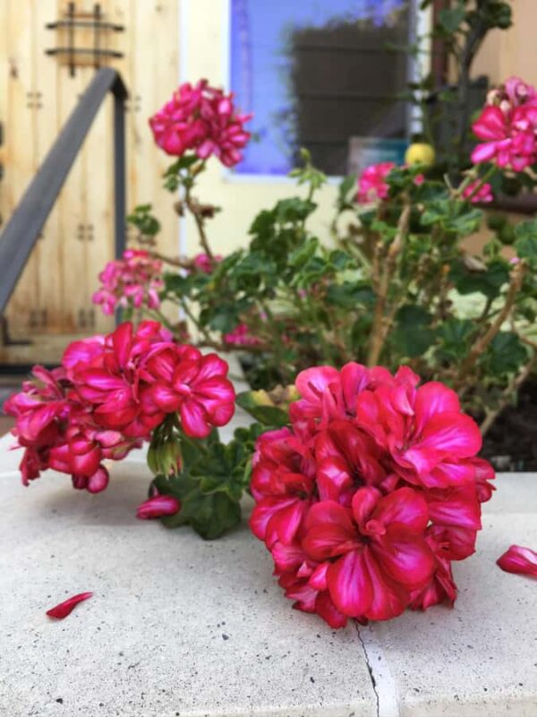 Discover Santa Monicas Hidden Stairways & Canyon Paths - Santa Monicas Secret Stairways Linking the Bluffs and Neighborhoods