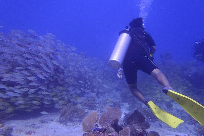 Discover Scuba - Puerto Morelos: The Perfect Location for Your First Dive