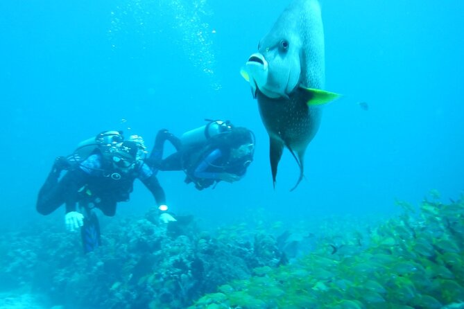 Discover Scuba - Expert Guides and Personalized Experiences
