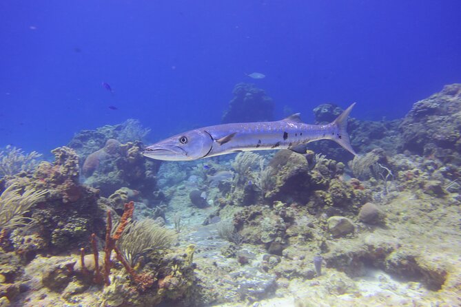 Discover Scuba - What Sets This Tour Apart from Similar Experiences