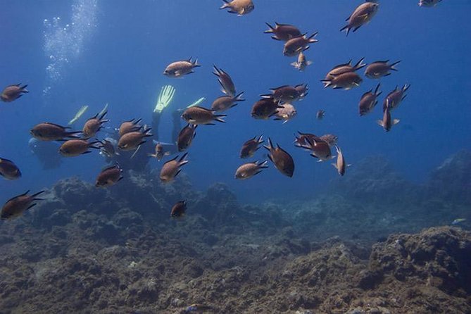 Discover Scuba Diving - Key Points