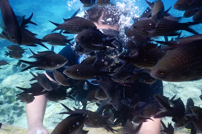 Discover Scuba Diving - Marine Life and Underwater Highlights