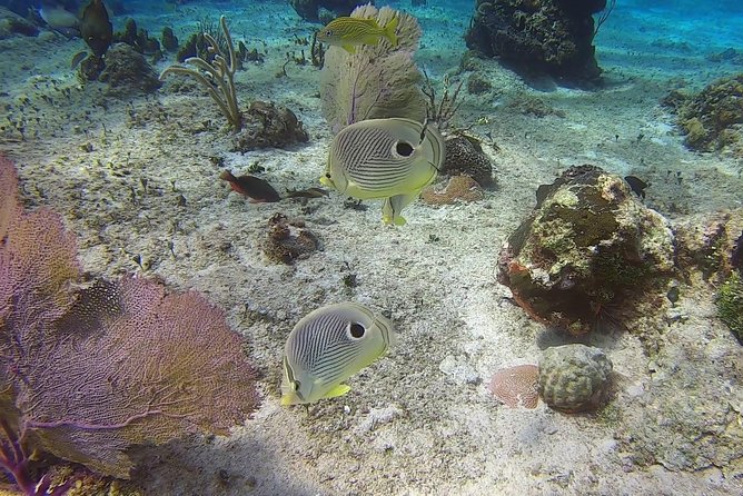 Discover Scuba Diving - Exploring Tikila Beach’s Reef and Marine Life