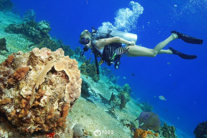 Discover Scuba Diving - The Experience for Families and Newcomers