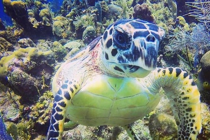 Discover Scuba Diving - Starting Point: Classroom and Pool at Southpoint Divers