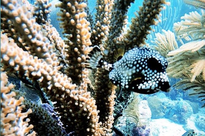 Discover Scuba Diving - A Flexible, Weather-Dependent Adventure