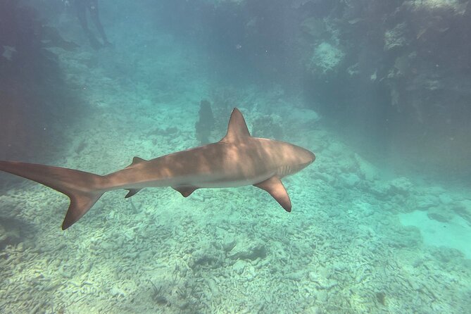 Discover Scuba Diving - Comparing This Tour to Other Water-based Experiences