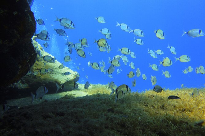 Discover Scuba Diving Adventure in Mykonos - Additional Dive Opportunities After the Intro