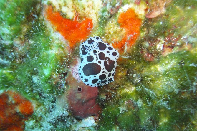 Discover Scuba Diving Adventure in Mykonos - Timing, Departure Options, and Group Sizes